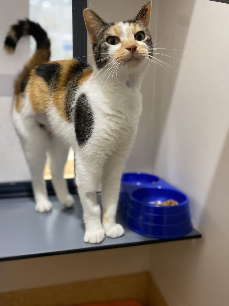 Nala - Domestic Short Hair cat available for adoption at RSPCA NSW in Wollongong