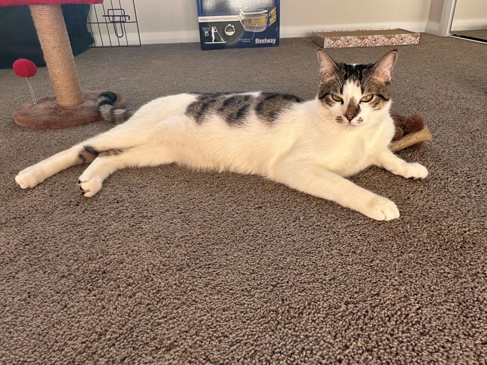 Yuki - Domestic Short Hair cat available for adoption at RSPCA NSW in Sydney