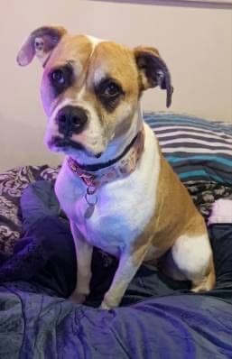 Pudgy - American Bulldog available for adoption in Wollongong