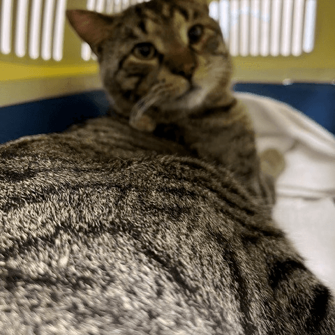 PK - Domestic Short Hair cat available for adoption at RSPCA NSW in Sydney