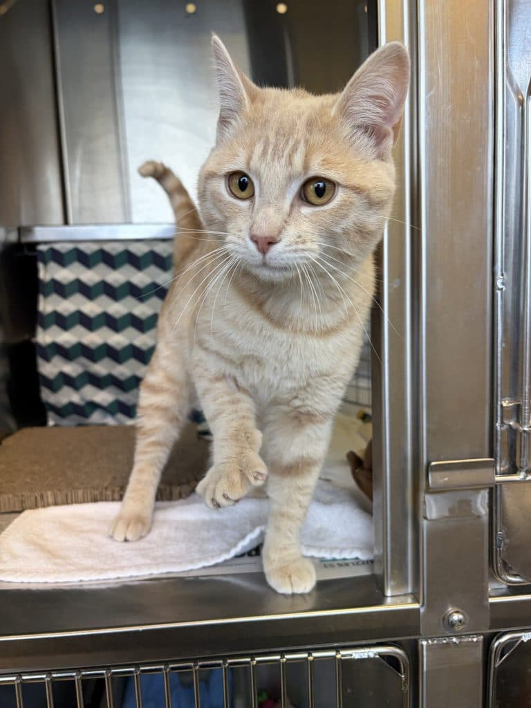 Crumpet - Domestic Short Hair available for adoption in Nsw