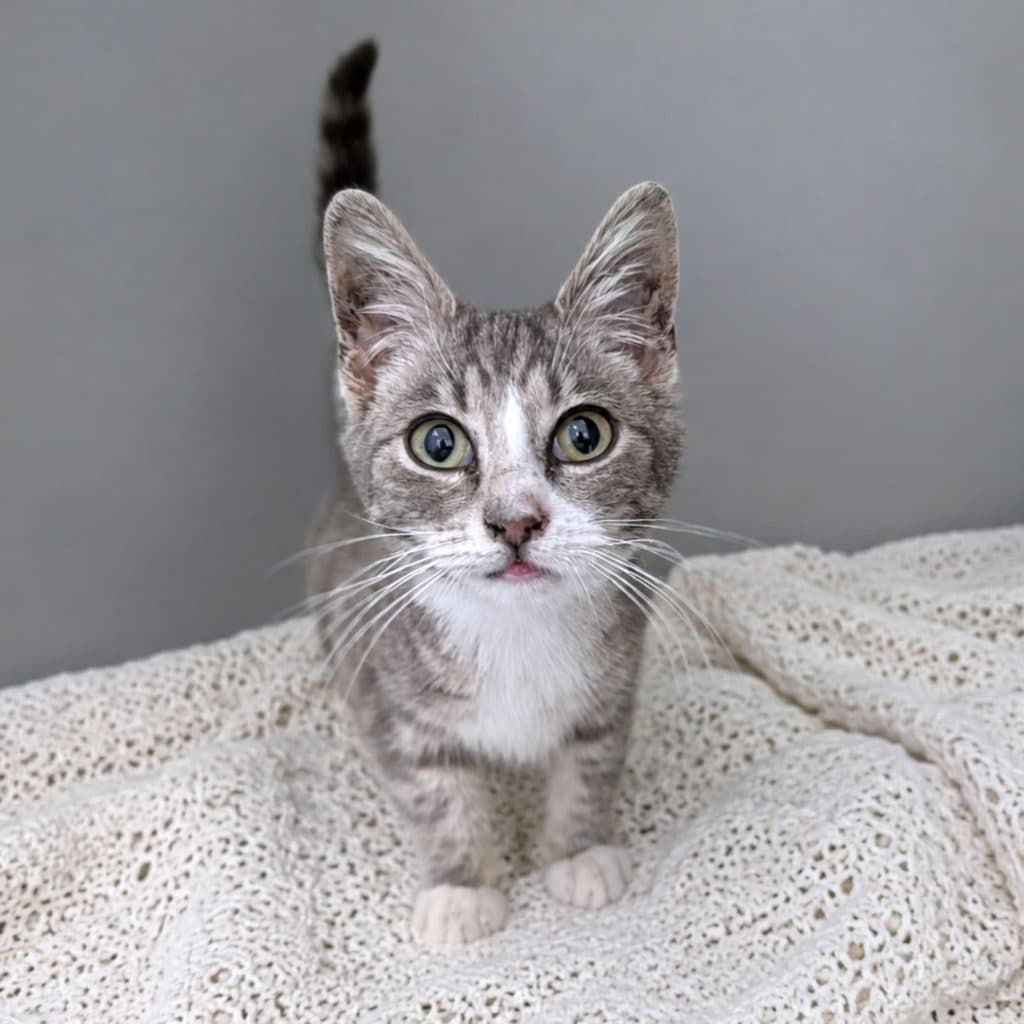 Azalea - Domestic Short Hair available for adoption in Nsw