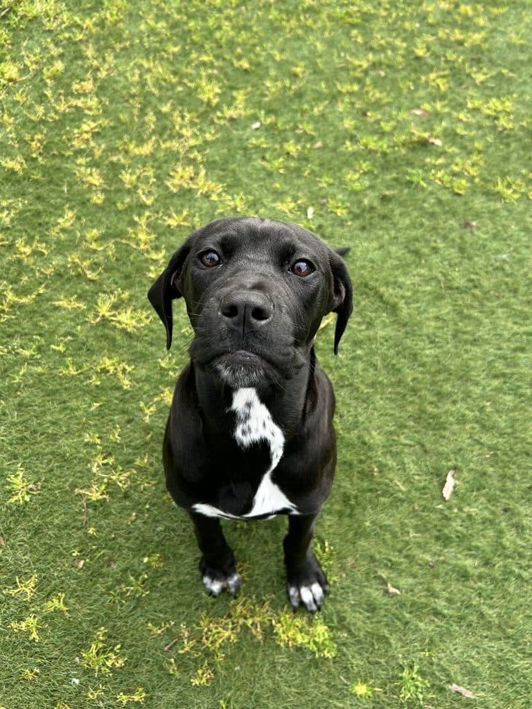 Stella - Cane Corso available for adoption in Sydney