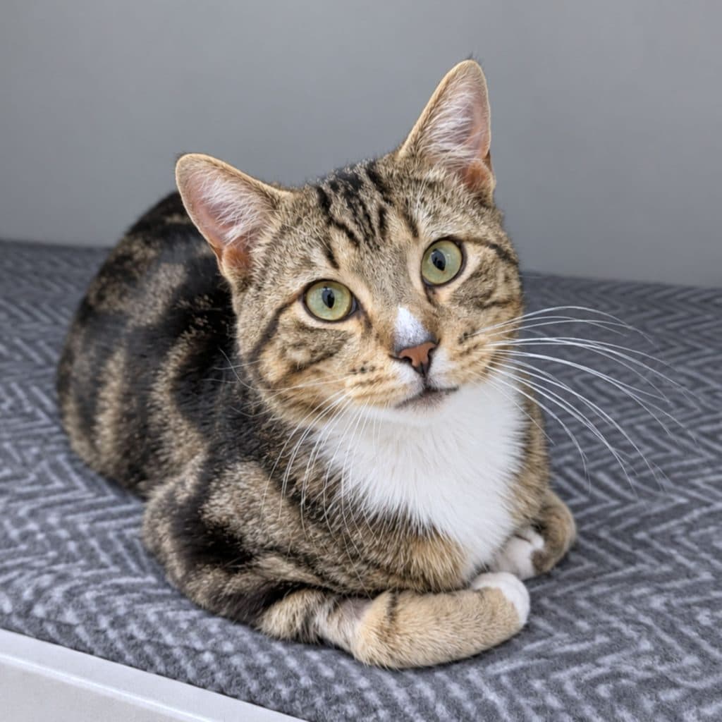Cooper - Domestic Medium Hair cat available for adoption at RSPCA NSW in Sydney