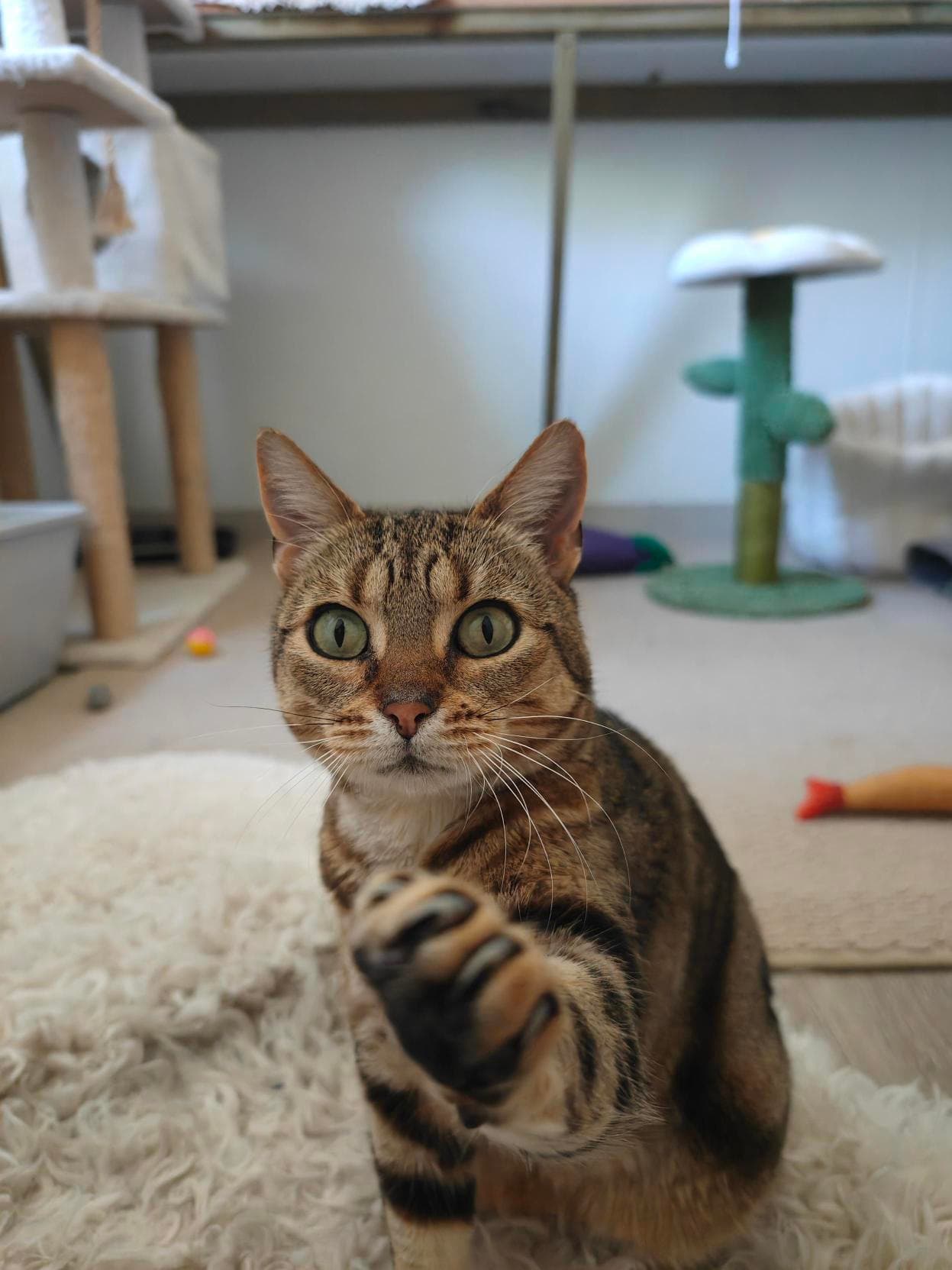 Sarah - Domestic Short Hair available for adoption in Coffs Harbour