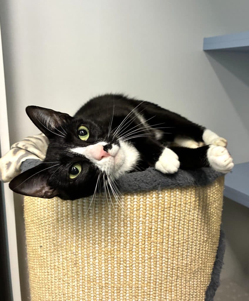 Fumeko - Domestic Short Hair cat available for adoption at RSPCA NSW in Sydney
