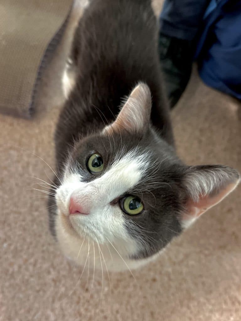 Mr Whiskers - Domestic Short Hair cat available for adoption at RSPCA NSW in Sydney