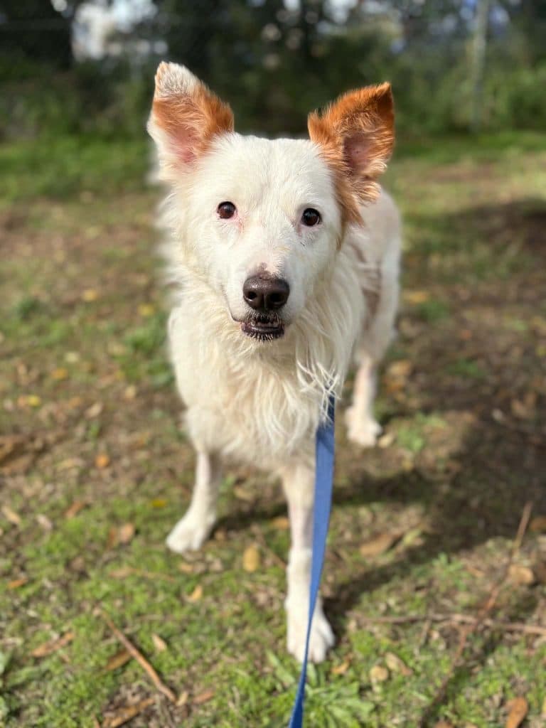 King - Border Collie available for adoption at RSPCA NSW in Sydney