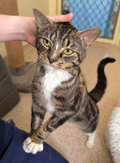 Marvin - Domestic Short Hair available for adoption in Central Coast