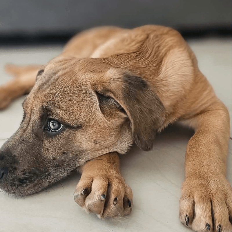 Tango - Mastiff available for adoption in Sydney