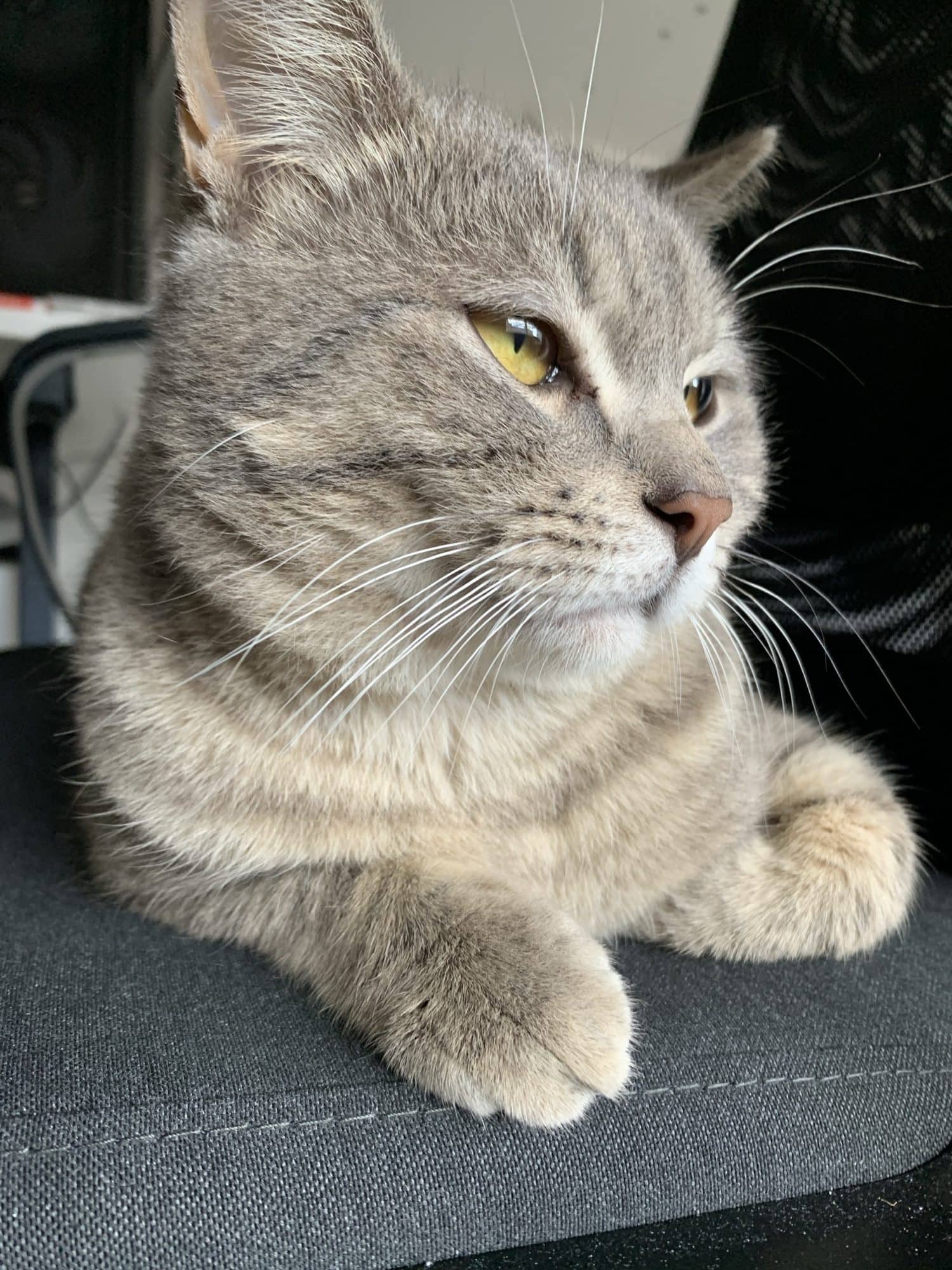 Eddie - Domestic Short Hair cat available for adoption at RSPCA NSW in Sydney