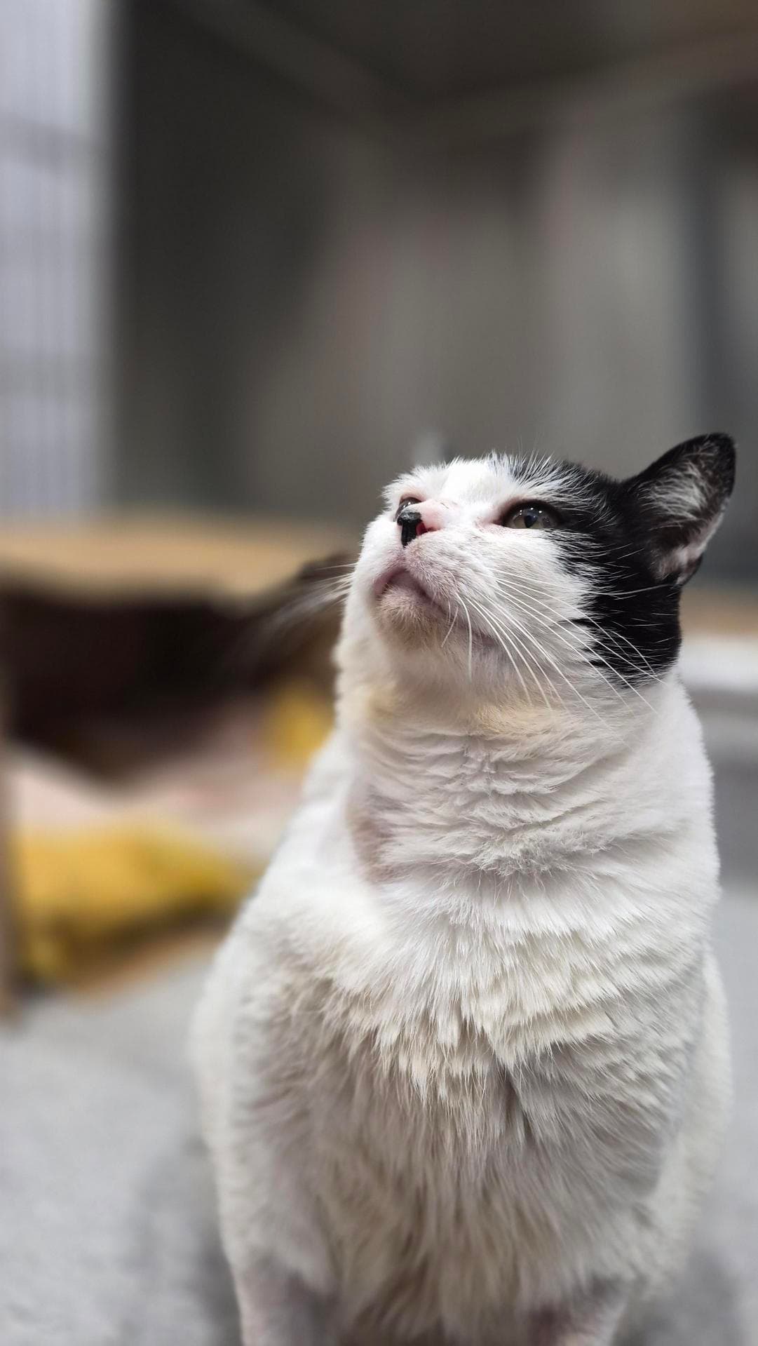 Ziggy - Domestic Short Hair cat available for adoption at RSPCA NSW in Newcastle