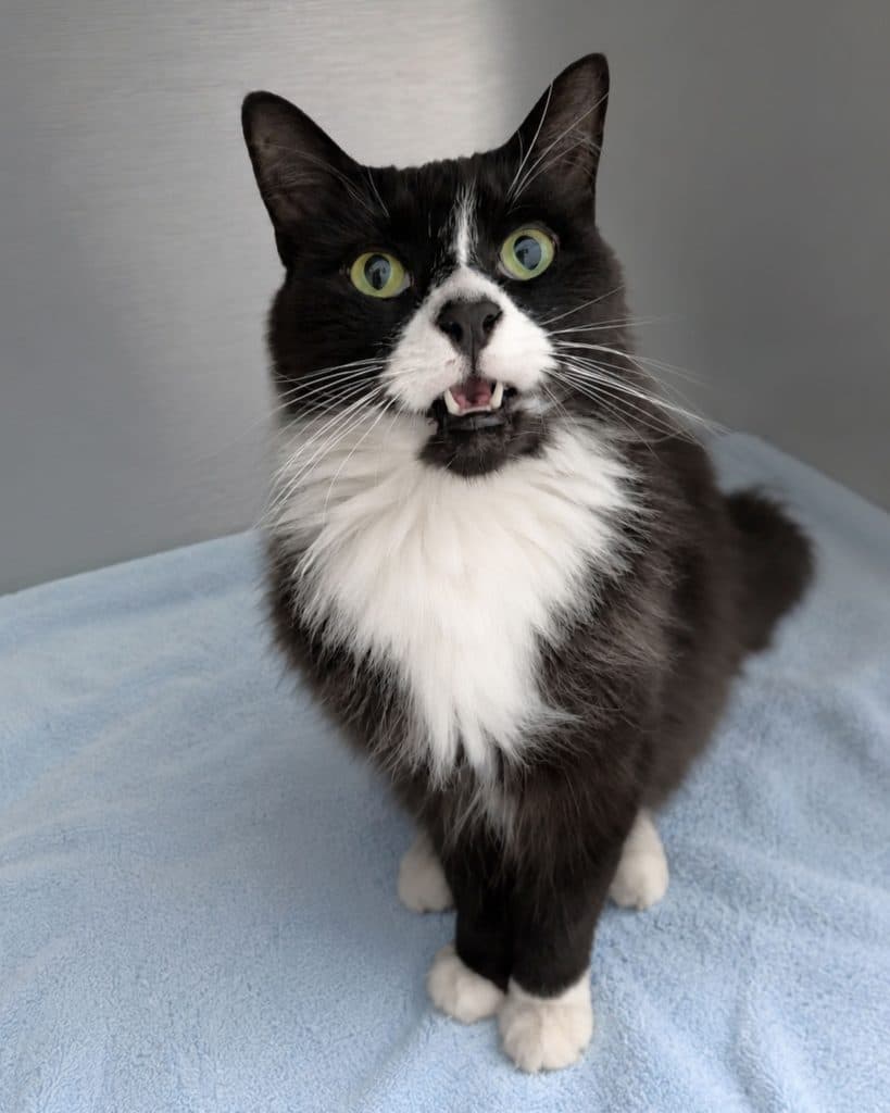 Dior - Domestic Medium Hair cat available for adoption at RSPCA NSW in Sydney