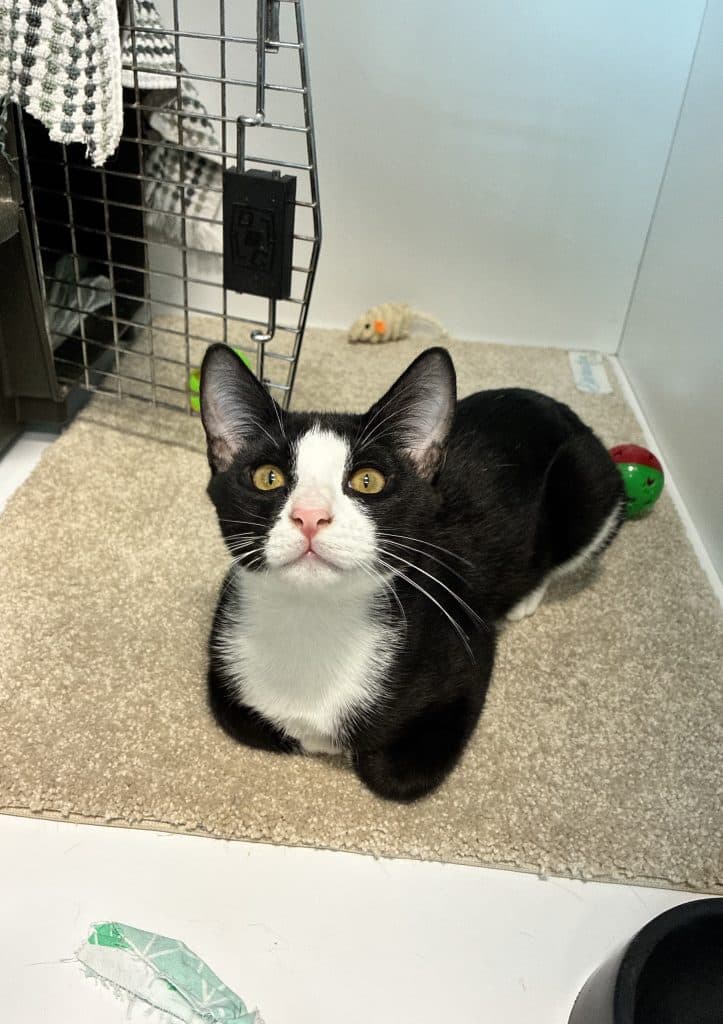 Pongo - Domestic Short Hair cat available for adoption at RSPCA NSW in Sydney