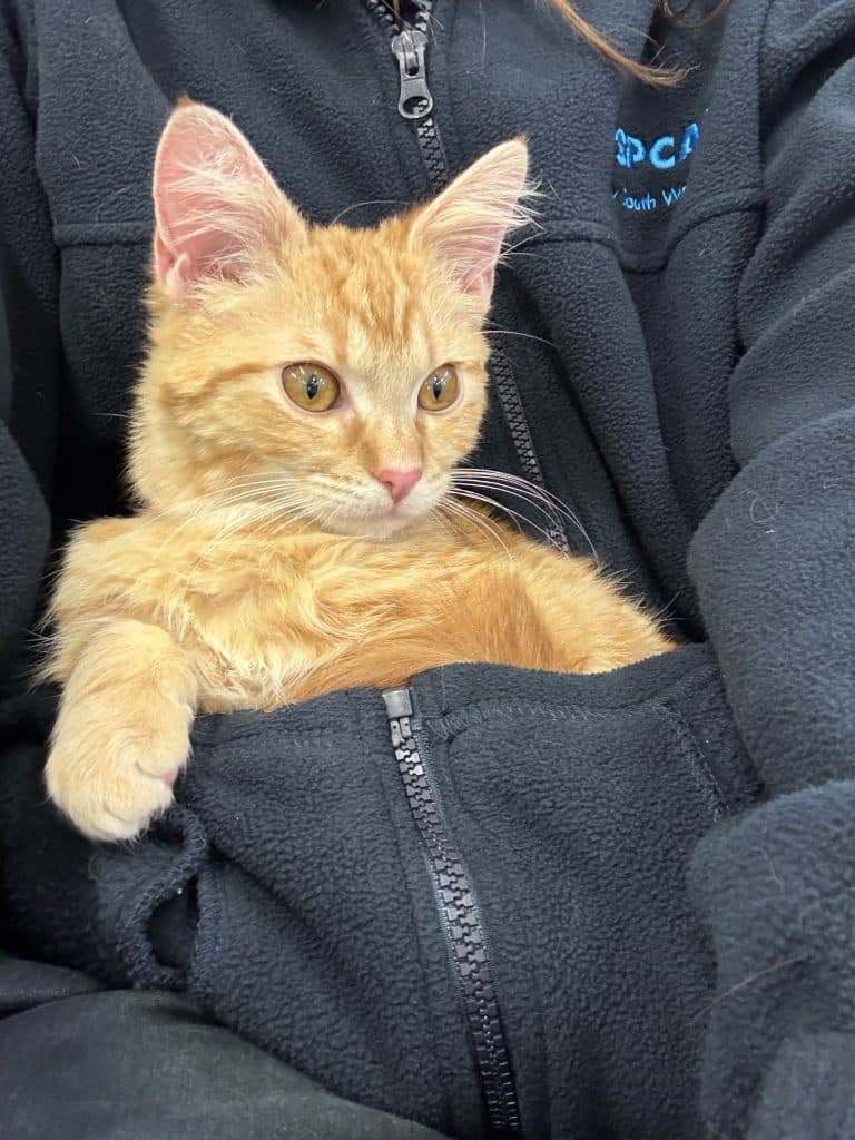 Biscoff - Domestic Short Hair cat available for adoption at RSPCA NSW in Sydney