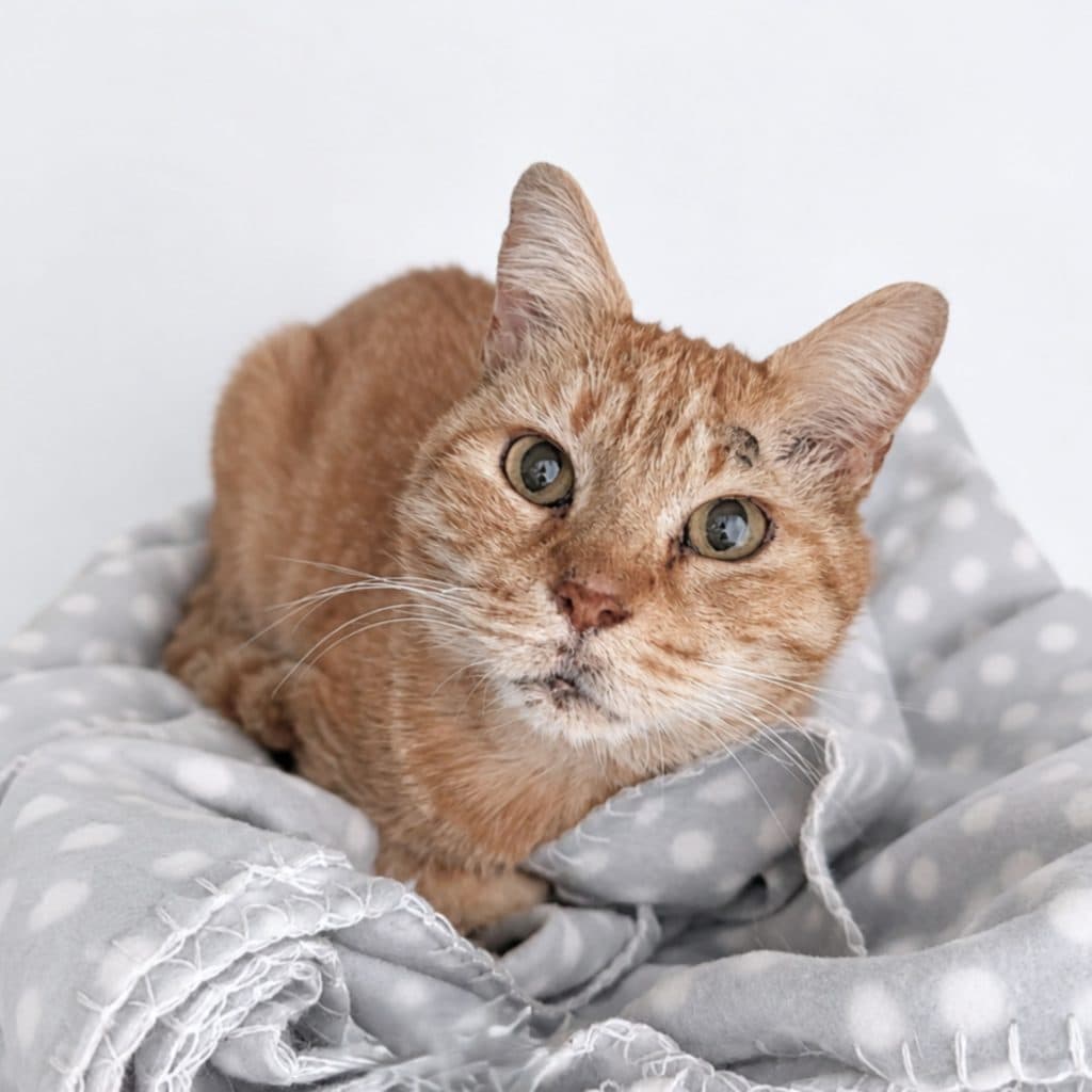 Calcifer - Domestic Short Hair cat available for adoption at RSPCA NSW in Sydney