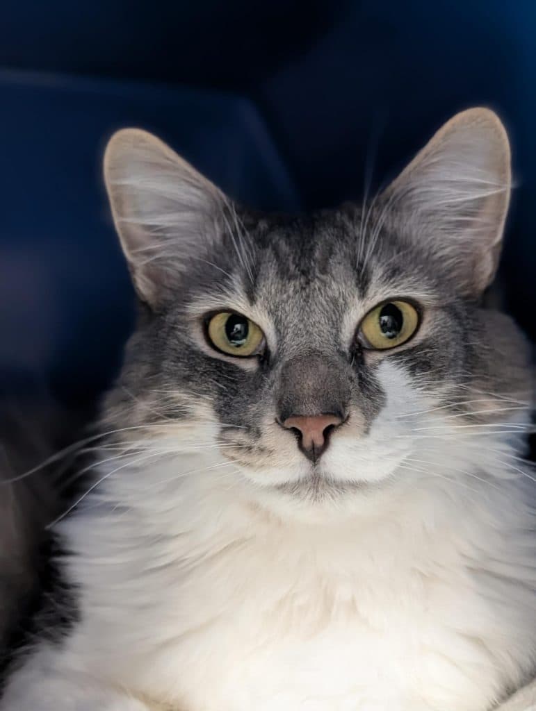 Gandalf - Domestic Medium Hair cat available for adoption at RSPCA NSW in Sydney