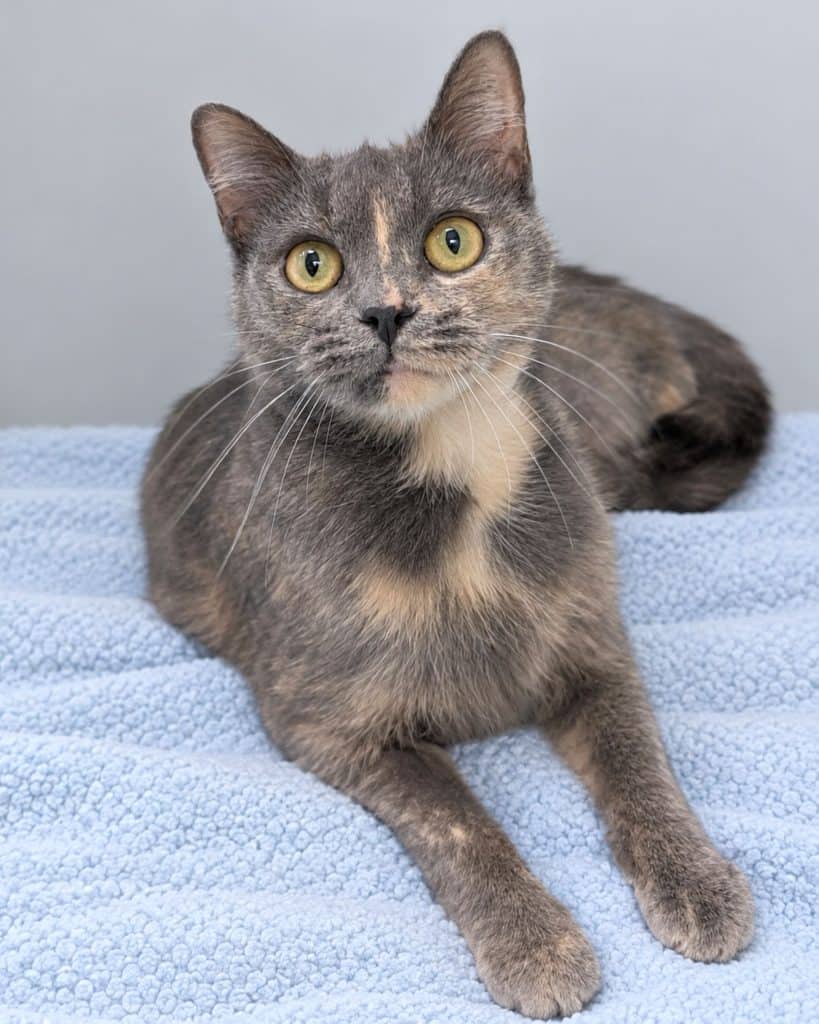 Princess Sprinkles - Domestic Short Hair cat available for adoption at RSPCA NSW in Sydney