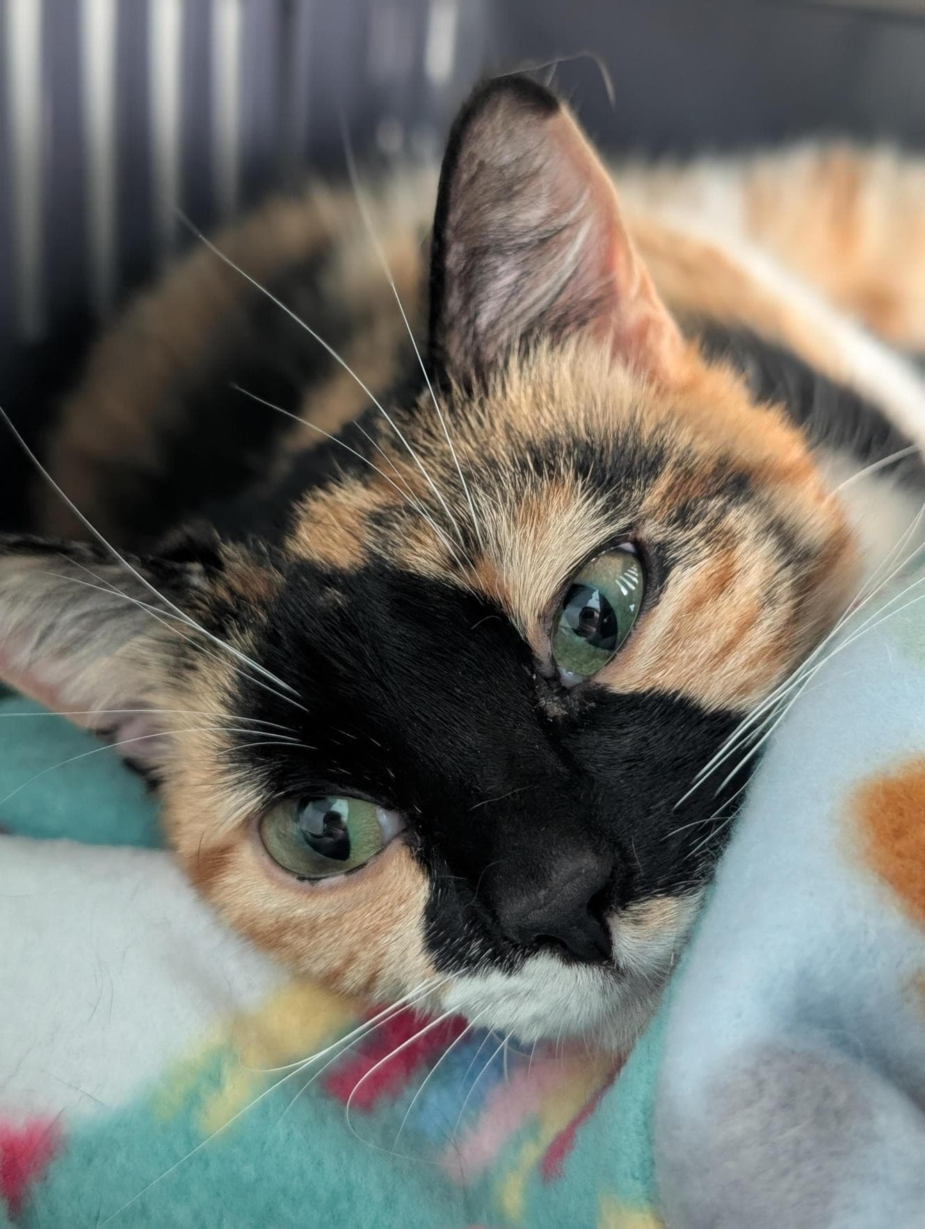 Smidge - Domestic Short Hair cat available for adoption at RSPCA NSW in Sydney
