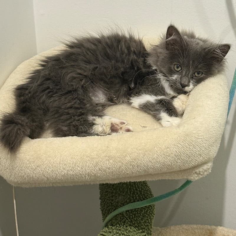 Martha - Domestic Medium Hair cat available for adoption in Sydney