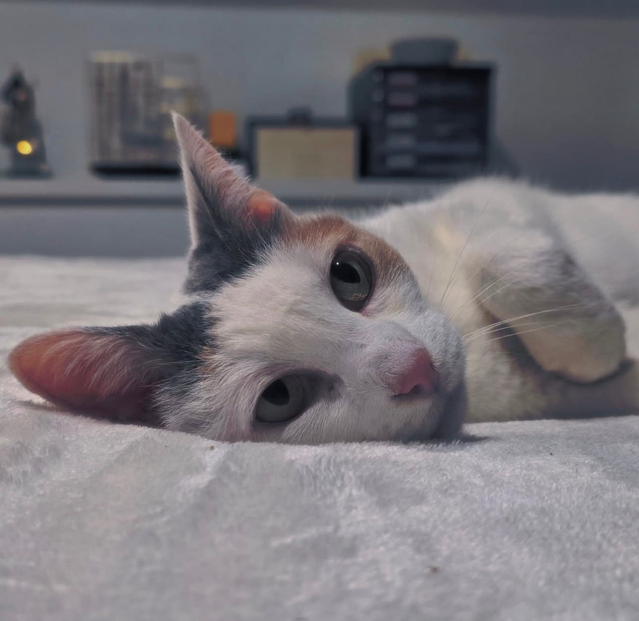 Angel - Domestic Short Hair cat available for adoption in Sydney