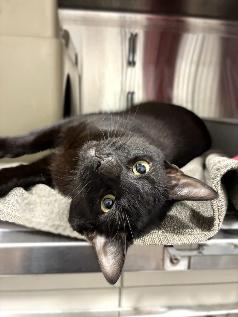 Spook - Domestic Short Hair cat available for adoption at RSPCA NSW in Sydney
