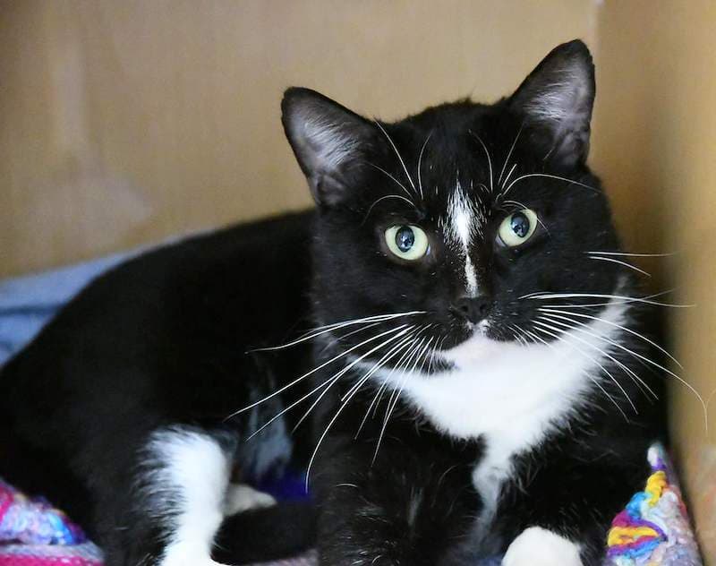 Bruce - Domestic Short Hair available for adoption in Newcastle