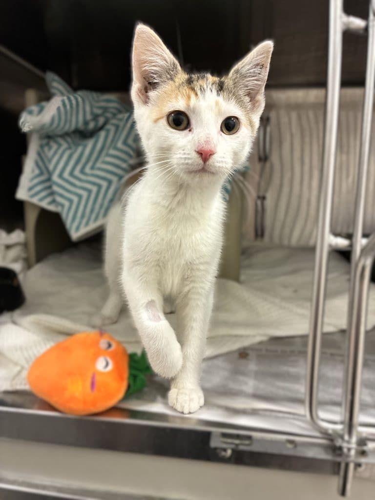 Azalea - Domestic Short Hair cat available for adoption at RSPCA NSW in Sydney