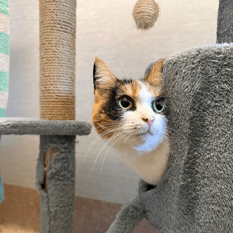 Feya - Domestic Short Hair cat available for adoption at RSPCA NSW in Sydney