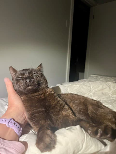 Midnight - Domestic Short Hair cat available for adoption at RSPCA NSW in Sydney