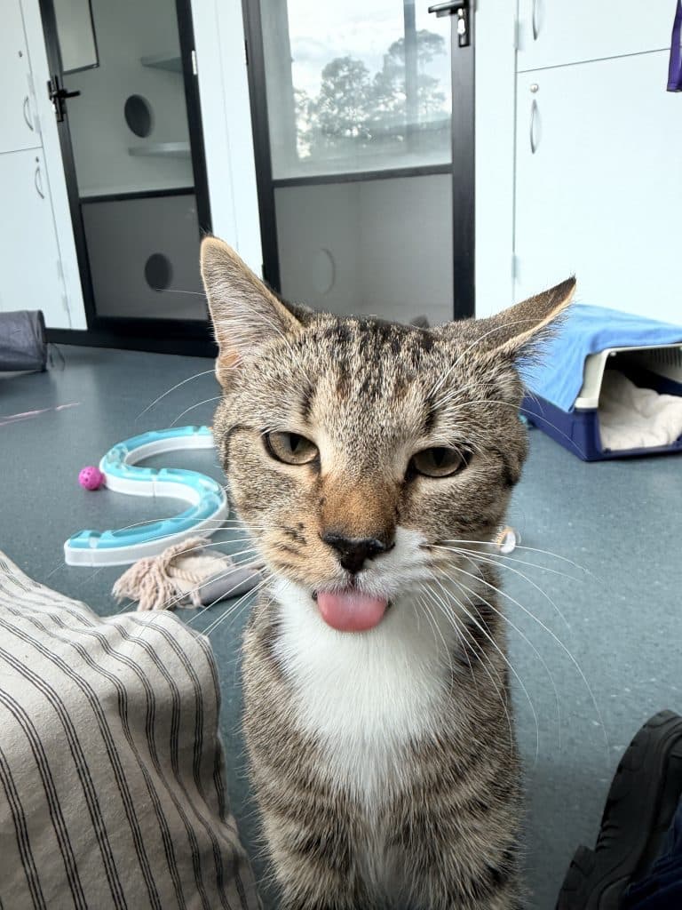Saturday - Domestic Short Hair cat available for adoption at RSPCA NSW in Sydney