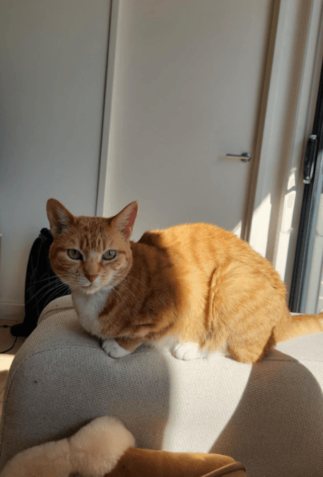 Goldie - Domestic Short Hair cat available for adoption at RSPCA NSW in Sydney