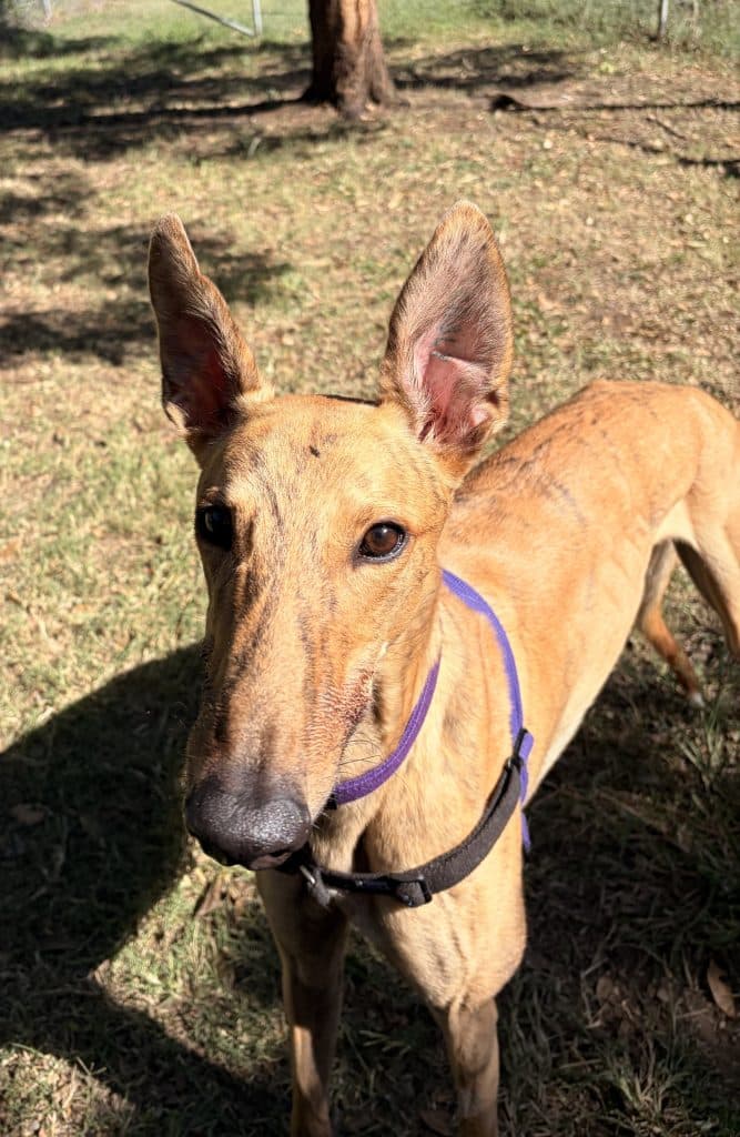 Wiggles - Greyhound available for adoption in Calgary