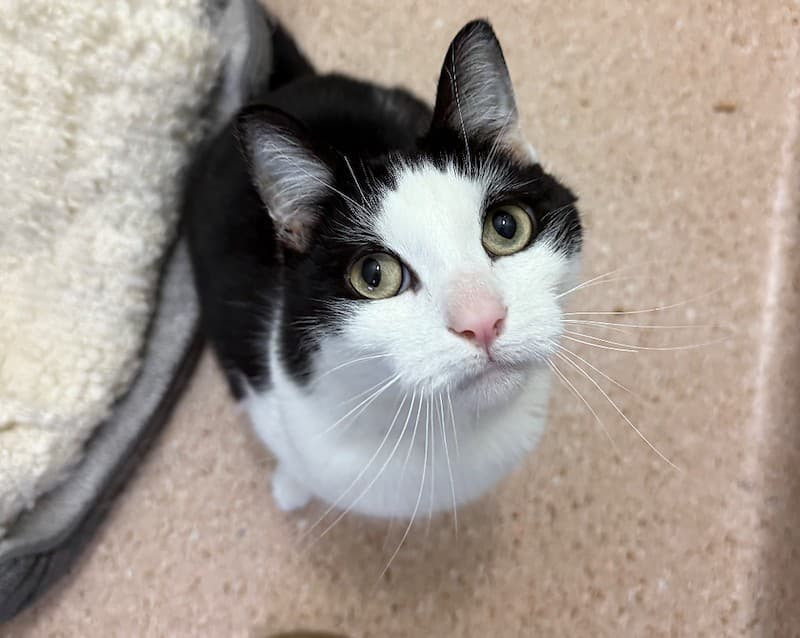 Shadow - Domestic Short Hair cat available for adoption at RSPCA NSW in Sydney