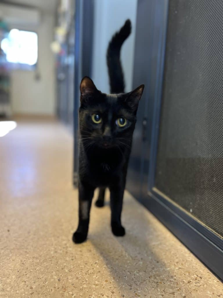 Cleo - Domestic Medium Hair cat available for adoption at RSPCA NSW in Newcastle