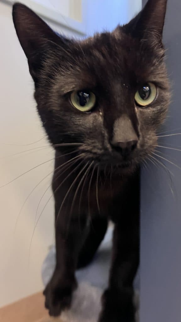 Stewie - Domestic Short Hair cat available for adoption at RSPCA NSW in Sydney