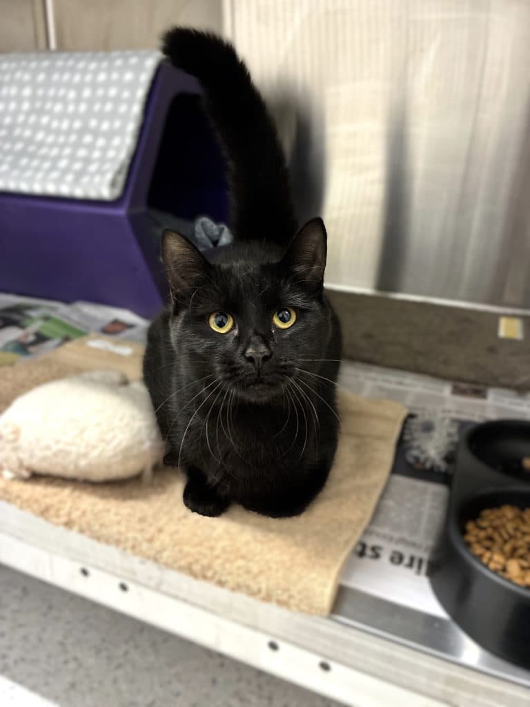 Spook - Domestic Short Hair cat available for adoption at RSPCA NSW in Nsw