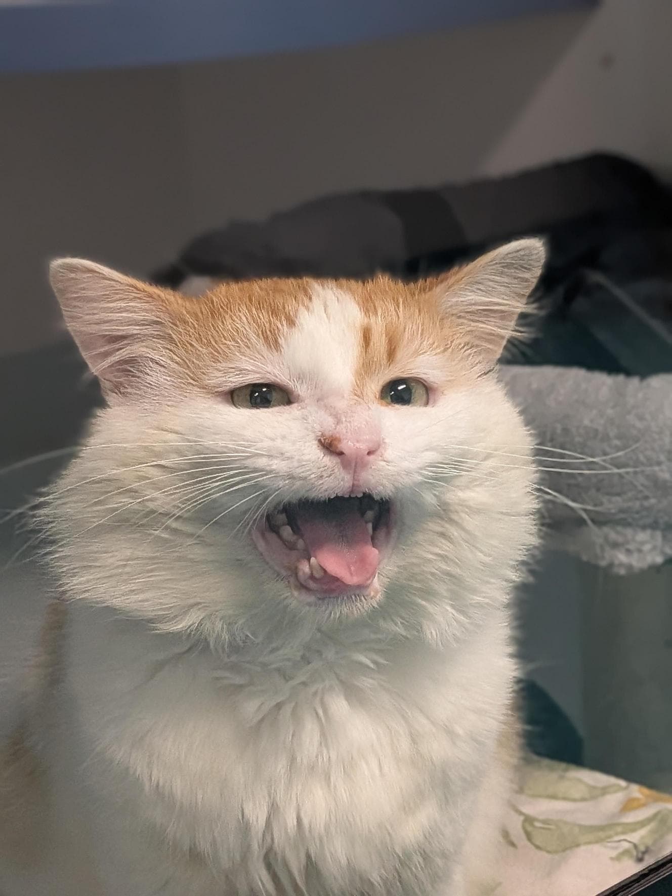 Samson - Domestic Medium Hair cat available for adoption at RSPCA NSW in Sydney