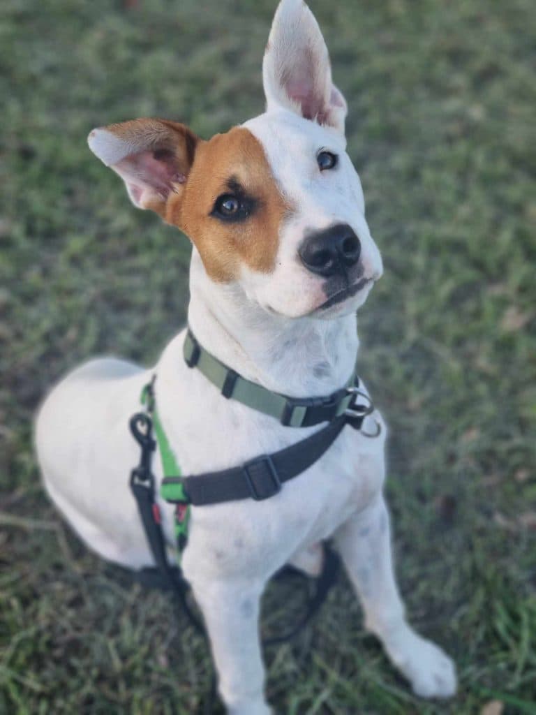 Remus - Staffordshire Bull Terrier / Australian Cattle Dog available for adoption at RSPCA NSW in Calgary