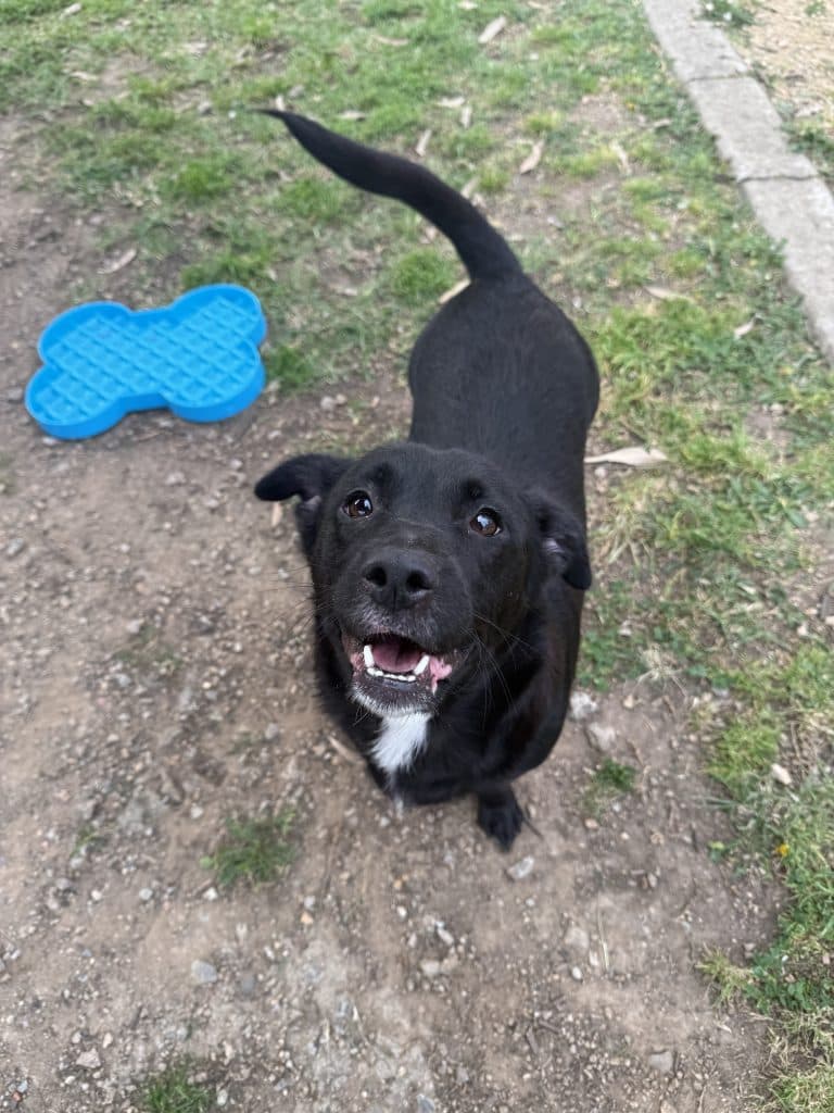 Bear - American Staffordshire Terrier available for adoption in Sydney