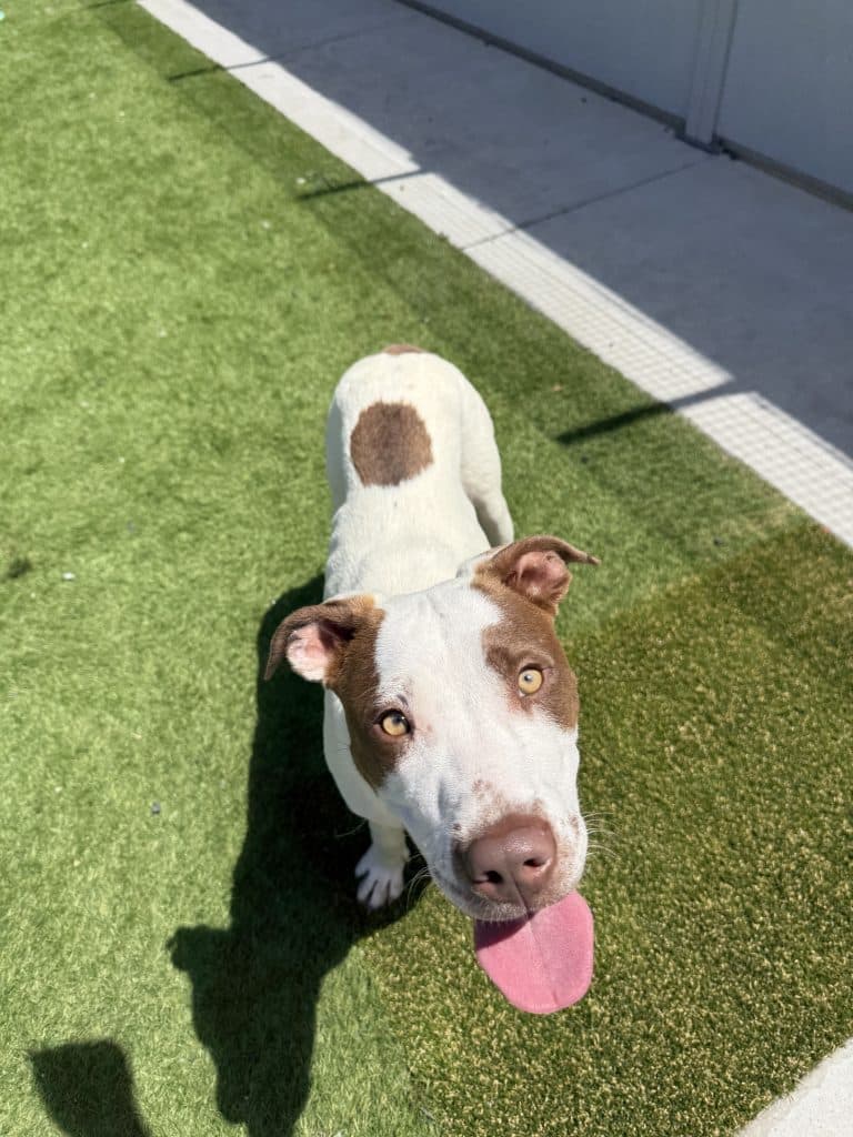 Indra - Australian Cattle Dog / Pointer available for adoption in Calgary
