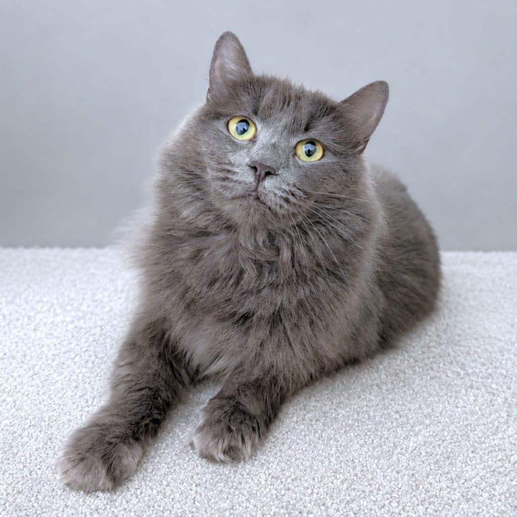 Penelope - Domestic Medium Hair cat available for adoption at RSPCA NSW in Sydney