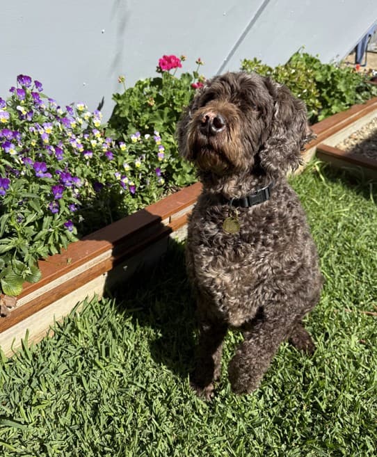 Bently - Labrador Retriever / Poodle (Standard) available for adoption in Sydney