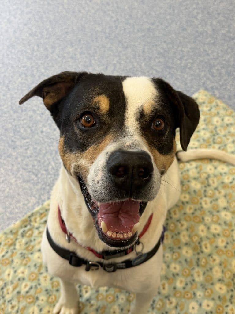 Jokah - Bullmastiff available for adoption in Newcastle