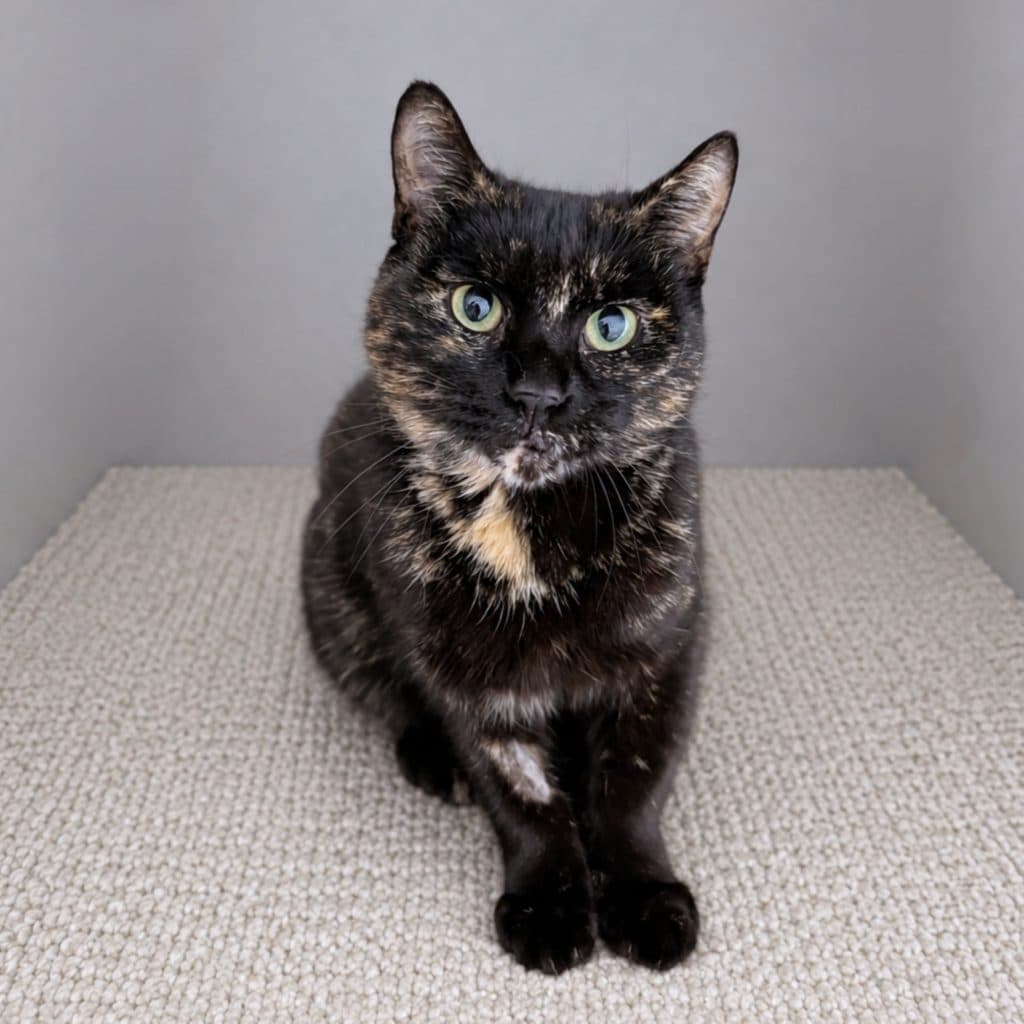 Honey - Domestic Short Hair cat available for adoption at RSPCA NSW in Sydney