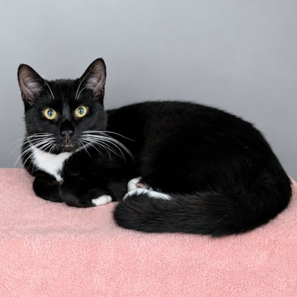 Starry - Domestic Short Hair cat available for adoption at RSPCA NSW in Nsw
