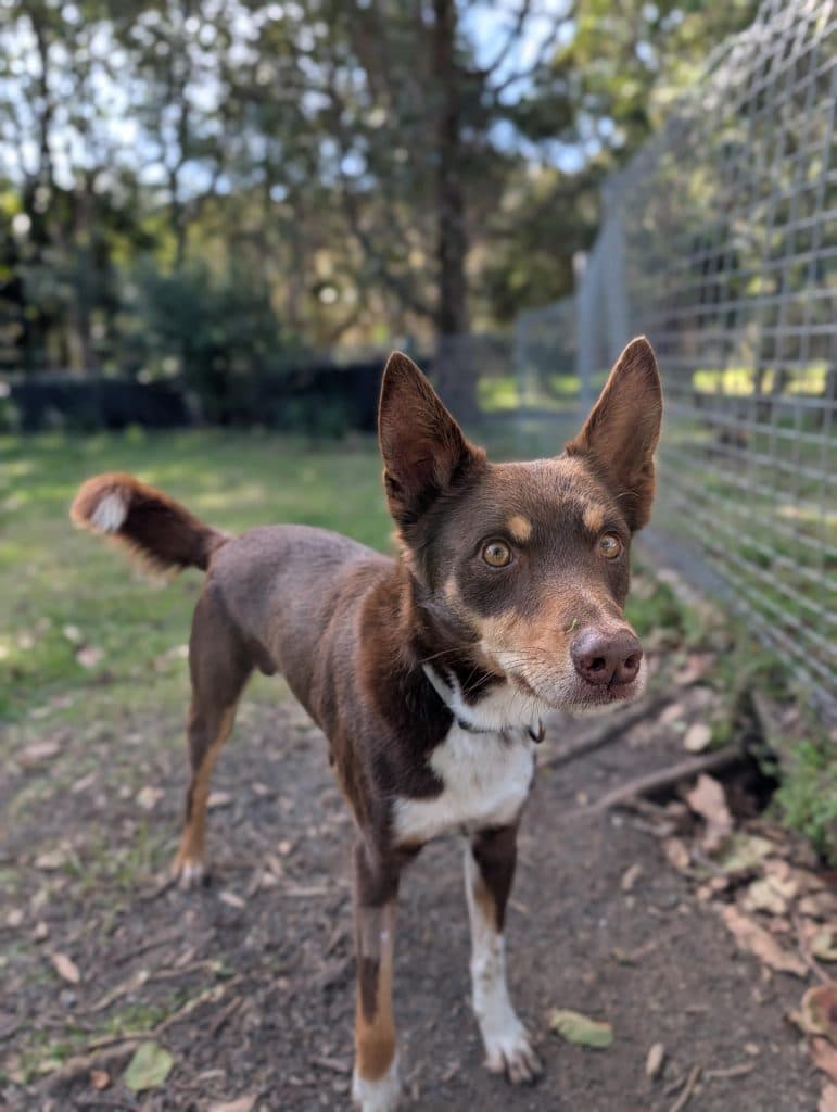 Copper - Australian Kelpie available for adoption in Sydney