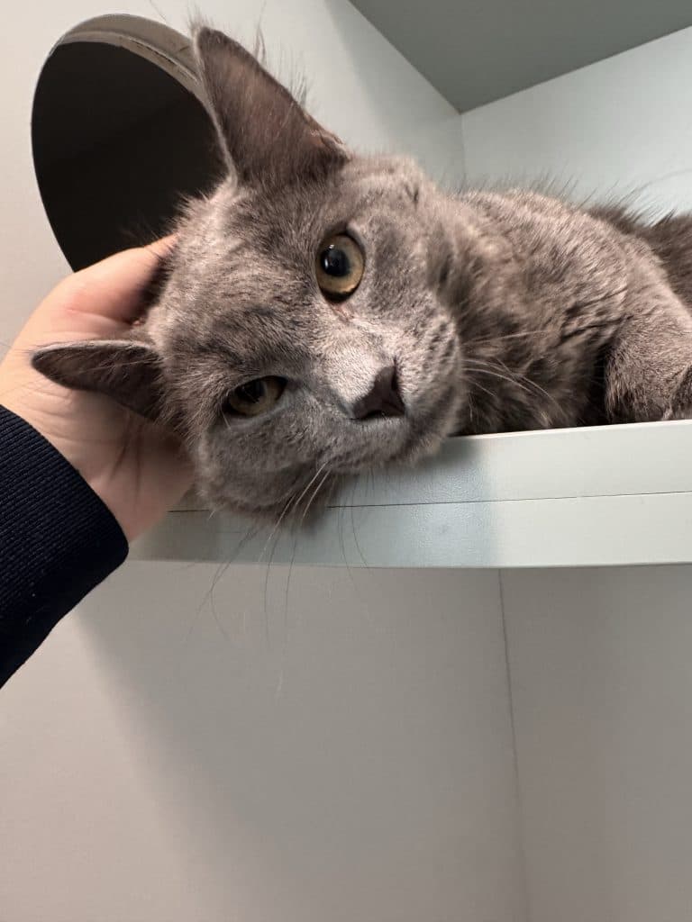 Grayson - Domestic Medium Hair cat available for adoption at RSPCA NSW in Sydney