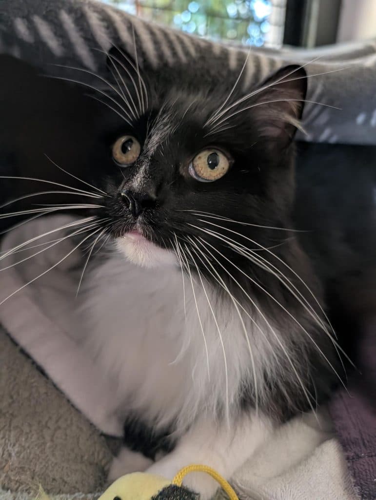 Coco - Domestic Longhair cat available for adoption at RSPCA NSW in Sydney