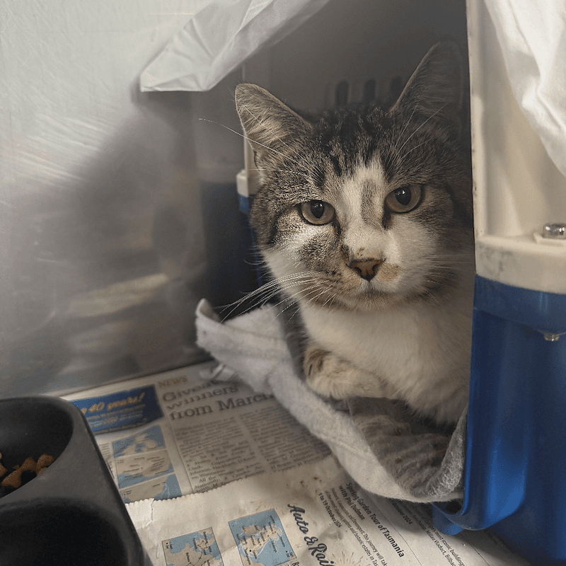 Axel - Domestic Short Hair cat available for adoption at RSPCA NSW in Sydney